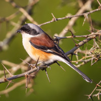 Bay-backed Shrike